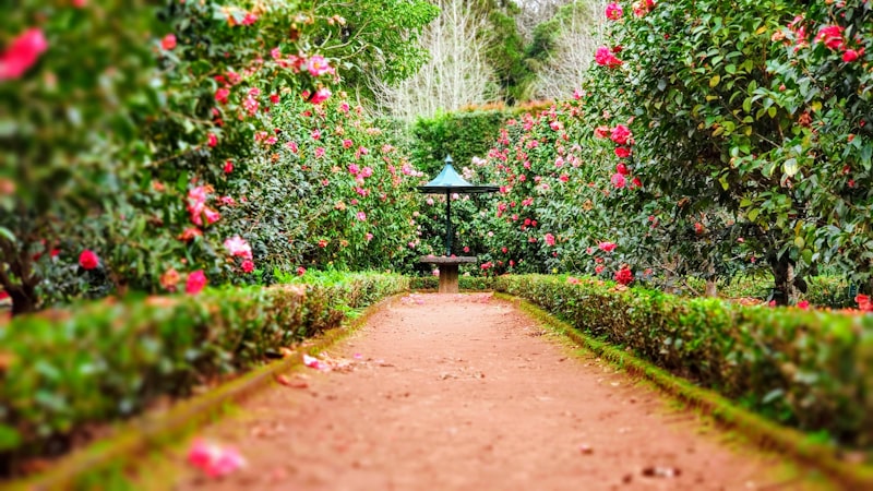 Landscape design and planting